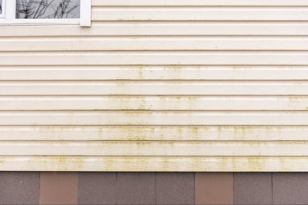 Moldy Siding