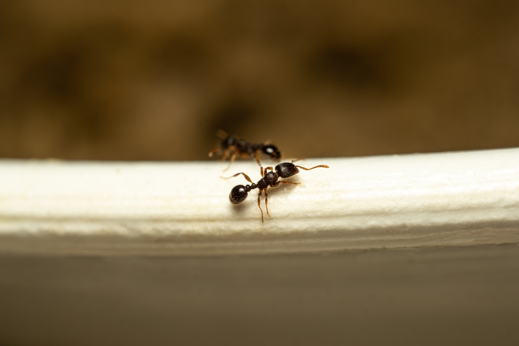 Pest Infestation
